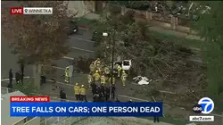 Person killed after large tree falls onto several cars in Winnetka