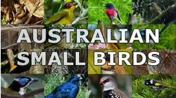Australian Small Birds