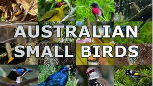 Australian Small Birds