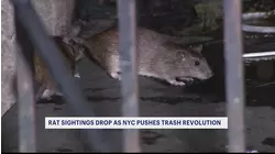 'Trash revolution.' 311 complaints about rat sightings down citywide