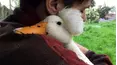 TPC's Pet Obsessed