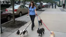 French Bulldog Revolution