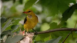 Baby Animals From The UK