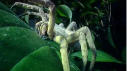 Deep Jungle: New Frontiers