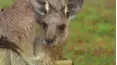 Baby Animals and Friends