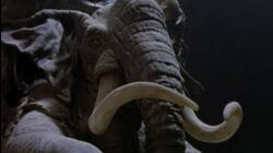 The Heart of the Elephant Pt2