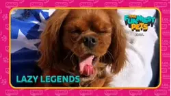 Countdown: The Funniest Pets | Lazy Legends