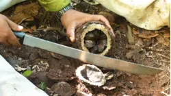 How 40,000 Tons Of Brazil Nuts Are Collected Deep In The Amazon Rainforest