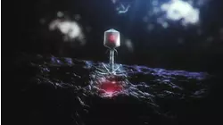 Battle Against Bacteria