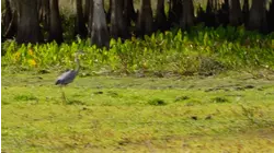 Canoeing at Florida Caverns