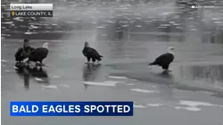 Bald eagles spotted in Lake County, Illinois