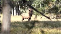 New Mexico Elk Part 2