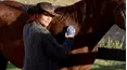 McLeod's Daughters