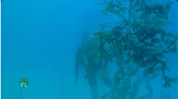 How To Do Coral Reef Restoration And Swim With Dolphins