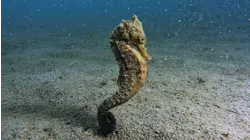 Burly Seahorses, Early Birds