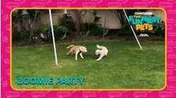 Countdown: The Funniest Pets | Zoomie Party