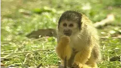 Feeding the Monkeys