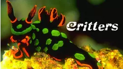 Critters