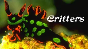 Critters
