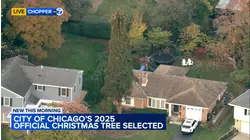 Glenview Norway Spruce chosen as official Chicago Christmas tree