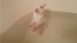One If By Land, Cute If By Sea