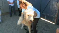 Gentle Giants