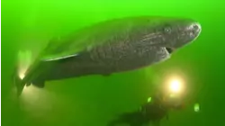 Tweed, Turntables and Hakarl