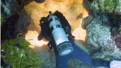 Odd Behavior of Hammerhead Sharks