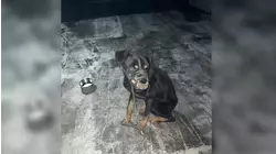 47-year-old man accused of abandoning dog on roof of Brooklyn building without food or water