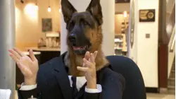 Info desk canine