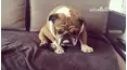 Best Pets of the Month