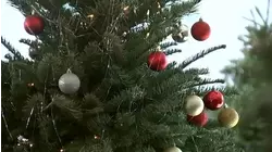 Hidden allergens on your Christmas tree? How to keep the holidays sneeze-free