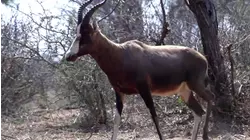 No Limits Hunting S7:E2 "Multi Year Quest"