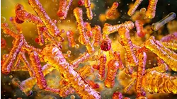 Brote de listeria en pasta precocida deja seis muertos. Mire cómo puede evitarlo