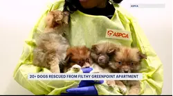 23 Pomeranians rescued from deplorable conditions inside Greenpoint apartment