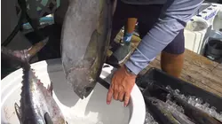 Two Conchs S1:E9 "Iron Man"
