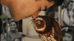 Who Let The Owls Out?