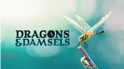 Dragons and Damsels: Ultimate Insects