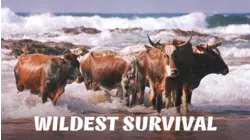 Life at the Extremes