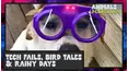 Animals Undercover