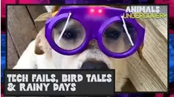 Animals Undercover | Tech Fails, Bird Tales & Rainy Days