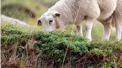 Woolly Mystery and More
