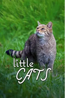 Little Cats