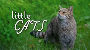 Little Cats