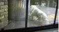 Funniest Pets & People