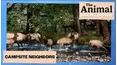 The Animal Breakdown