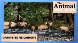 The Animal Breakdown | Campsite Neighbors