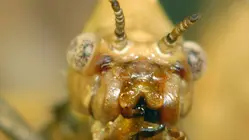Giant Creepy Crawlers