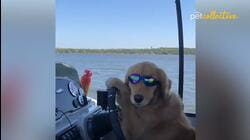 Best Pets of the Year: Top 20 Pets Acting Like Humans