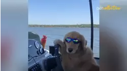 Best Pets of the Year: Top 20 Pets Acting Like Humans
